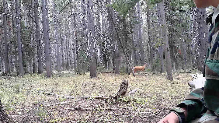 2014 august Utah buck hunt