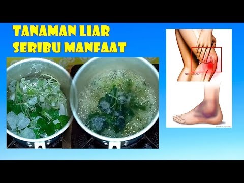 Assalamu Alaikum wr.wb video Kali ini Adalah Cara mengatasi Nyeri sendi,Nyeri lutut,nyeri otot,Remat. 