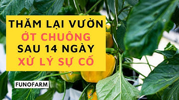 Thăm vườn ớt chuông sau 14 ngày xử lý sự cố - FUNOFARM