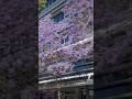 Jacaranda Have Already Bloom In Sydney Australia Sydneylife Australia Sydneytravel mp3