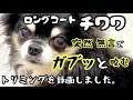 【チワワ】咬まれないようにいろいろ考えた結果。
