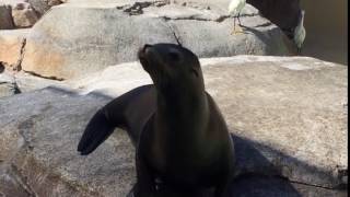 Screaming Sea Lion at Sea World