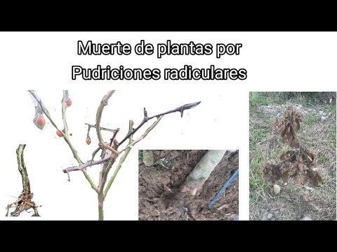 Video: Pudrición parda de los árboles Mayhaw: Aprenda sobre el control de la pudrición parda Mayhaw