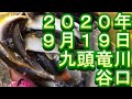 鮎釣り　九頭竜川　2020　小澤剛　友釣り無双