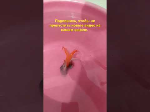 Стример на щуку. Игра в воде. "Наши" стримеры косят хищную рыбу.