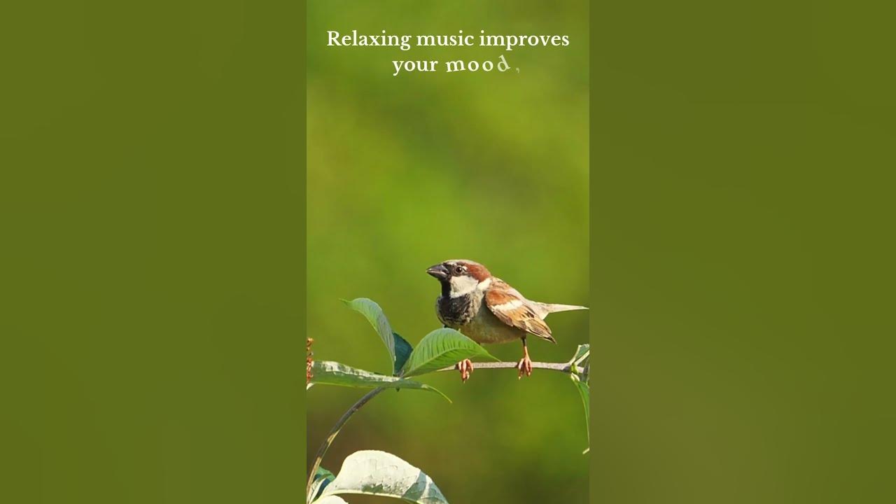 Nature Sounds That Will Change Your Mood INSTANTLY YouTube