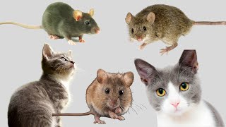 猫が見るリアルなネズミ - GAME FOR CATS - 猫用動画（猫用ゲーム） 30分。 ネズミを捕まえる！ screenshot 5