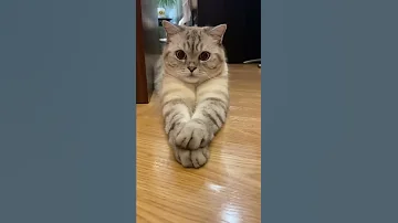 Откуда взялся Ириска.