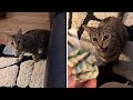 Cat finds $1 bill, proudly brings it to owner #shorts