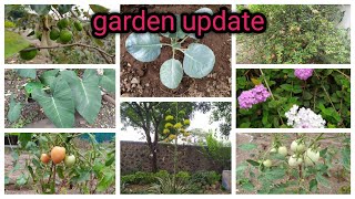 my garden in tamil/kitchen garden/garden update 8 /home garden