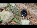 頭撫でられたら嬉しくて走りだす猫