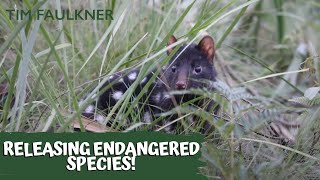 RETURNING EASTERN QUOLLS BACK TO THE BARRINGTON TOPS! @TimFaulknersWildlife
