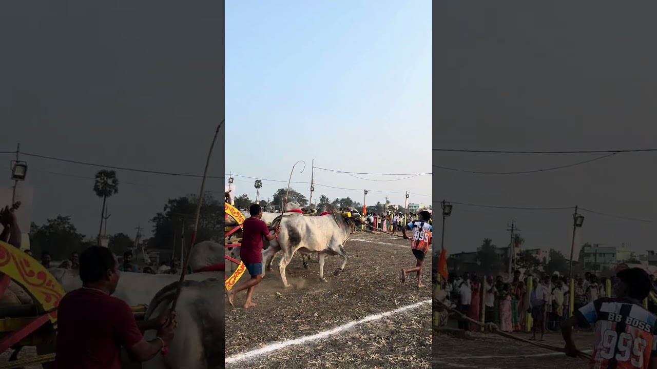 VTM TEAM | VETAPALEM BULLS | TOP PERFORMANCE | Uppuluru Race | trending | YouTube |