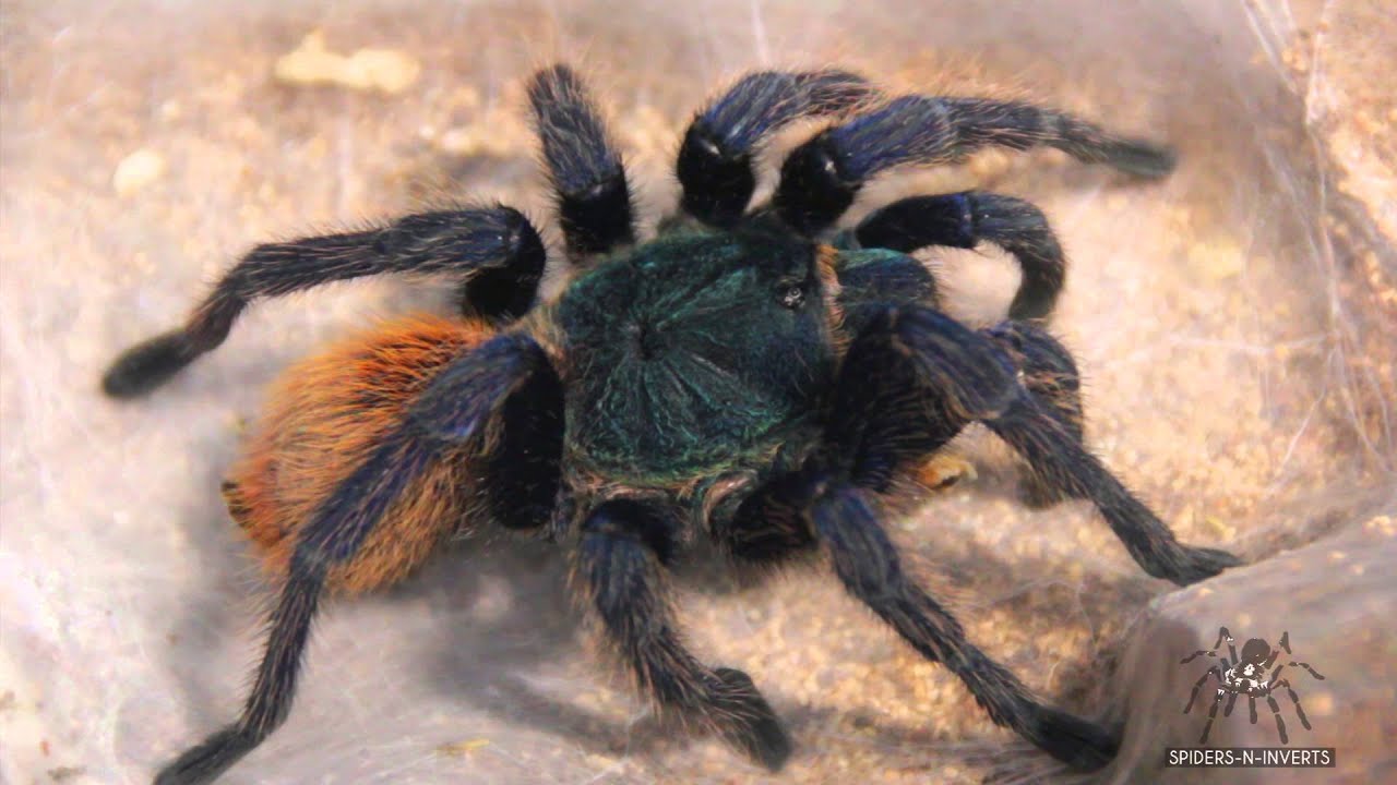 Tarantula Feeding: Chromatopelma cyaneopubescens "Greenbottle  Blue" (GBB): Spiders-N-Inverts #14
