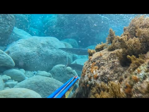 Zıpkın Balık Avı🏳Antalya