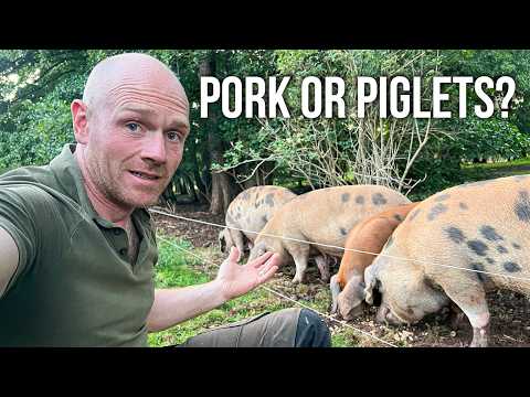 WHAT HAPPENED TO THE PIGS? - Our Oxford Sandy and Blacks