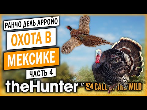 Видео: theHunter Call of the Wild #4 🦃 - ВАЖНО!!! НУЖНЫ ИДЕИ ДЛЯ ВИДЕО! - Охота на Фазанов и Индеек (2021)