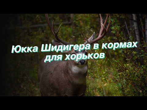 Юкка Шидигера в кормах для хорьков