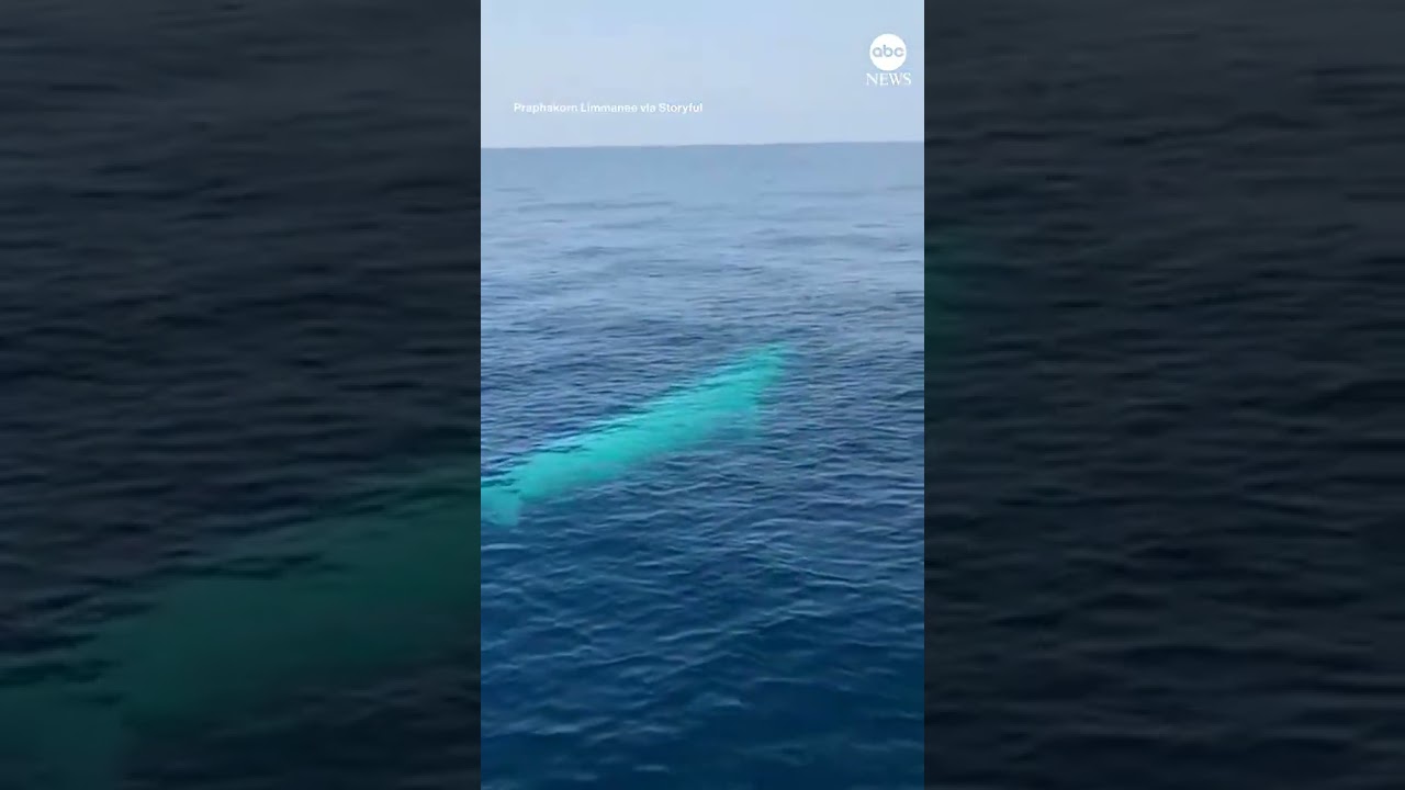 Thailand News One| White Whale Omura