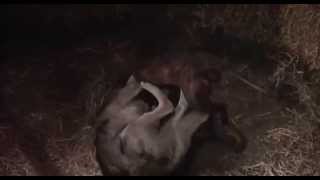 White Fang Bulldog Almost Kills Wolf