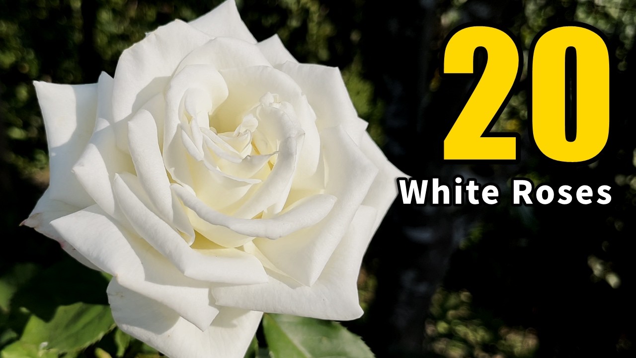 20 White Roses in Full Bloom 🌹 | 満開の白バラ20選 - YouTube