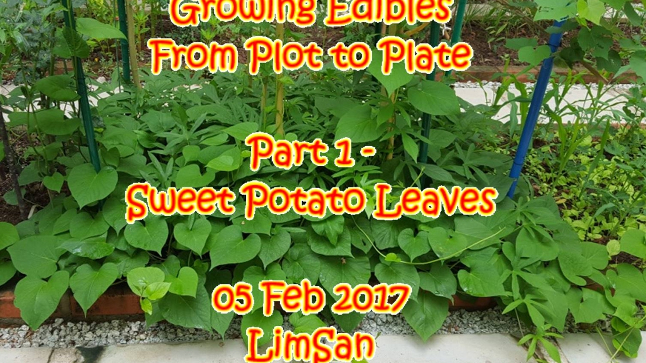 Singapore LimSan Growing Edibles From Plot to Plate Part 1 Sweet