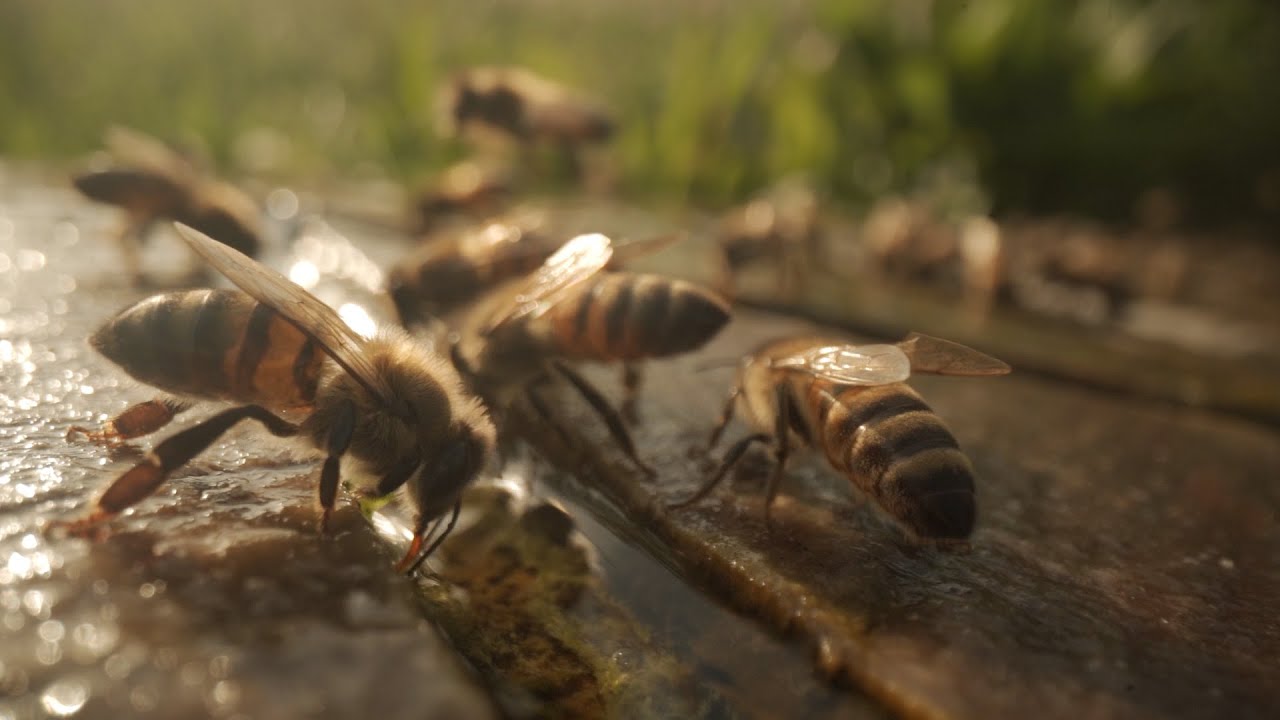 ՄԵՂՎԱՀԱՍԱՐԱԿՈՒԹՅԱՆ ԱՌԵՂԾՎԱԾԸ