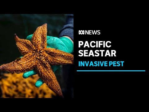 Volunteers hope efforts to remove northern Pacific seastar will make a difference | ABC News