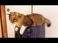 キャリーバッグで散歩する猫　-The cat which takes a walk with a carrier bag-