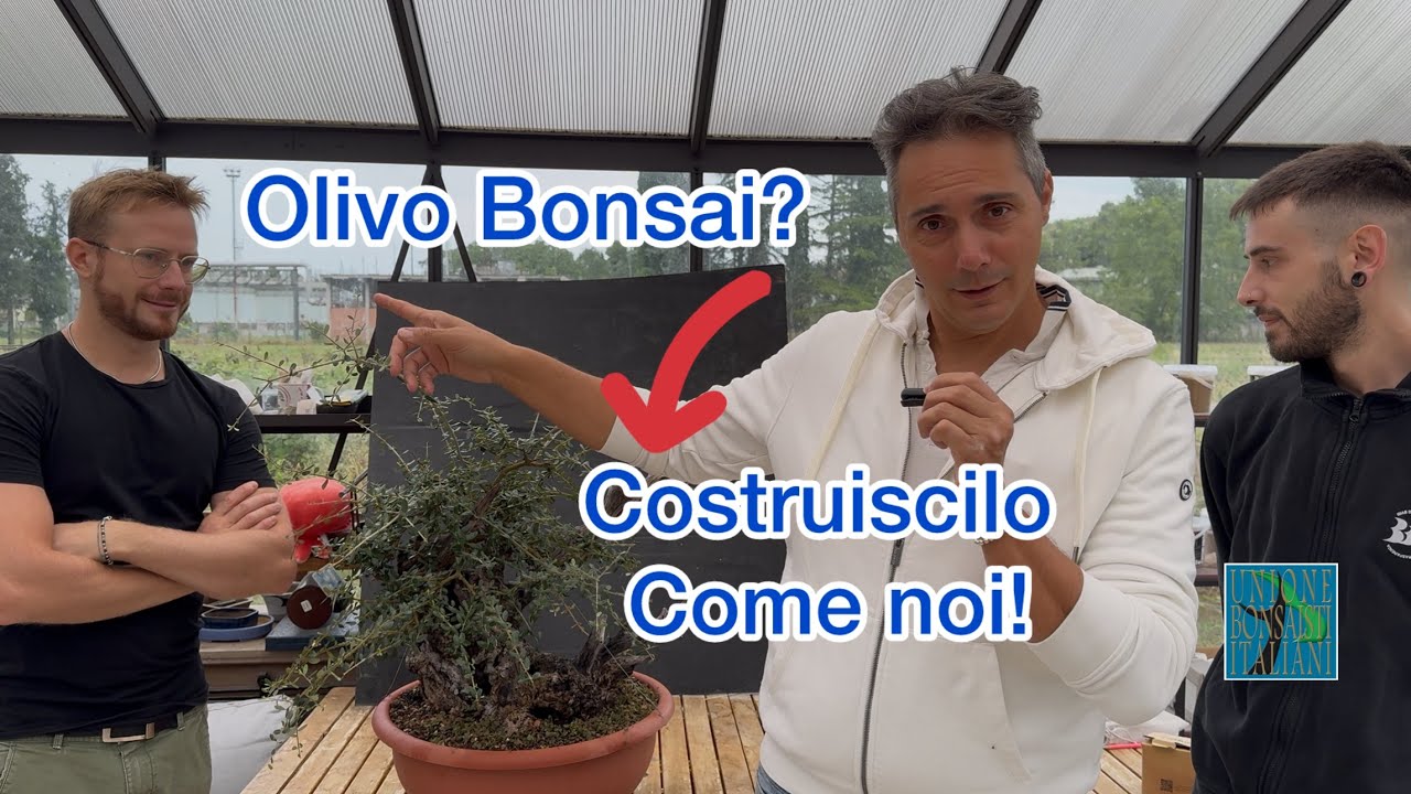 Olivo Bonsai. Usa le nostre tecniche per creare il tuo bonsai!