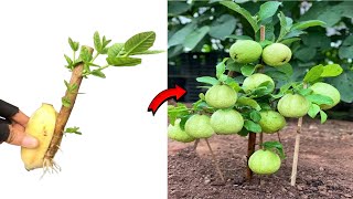 SPECIAL TECHNIQUES for growing guava trees at home are simple and anyone can do it#guava #garden