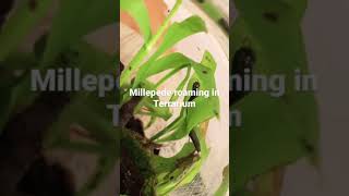 Millipede roaming in the Terrarium