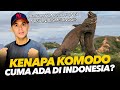 🇮🇩 Mengapa Komodo Hanya ada di Indonesia #komodo