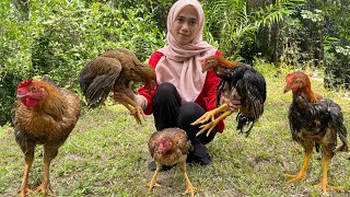 BELI AYAM KAMPUNG …