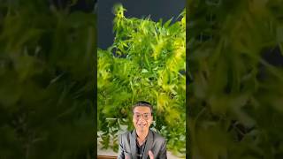 Neem oil business #businesstipsforsmallbusinessowners #shortvideo #businessidea #businesstips