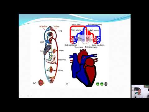 Video: Sebuah 