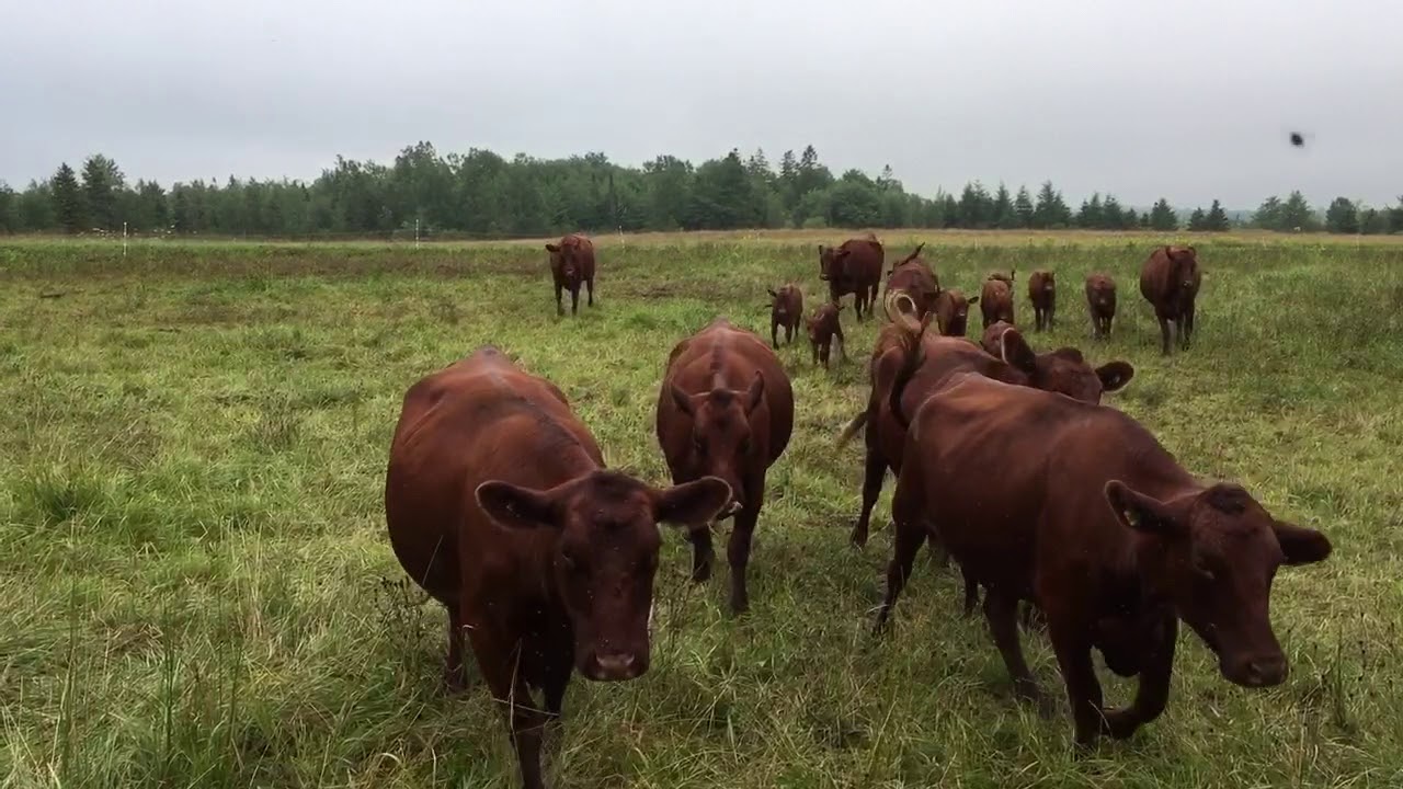 New Calf Rodeo Nova Scotia Style. YouTube