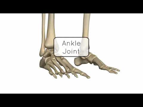 Аяқ ұшы сүйектері буындары[Ankle joint]-Orynbasar Bibol