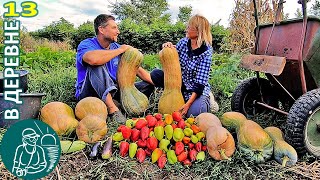 🎃 Уборка Урожая Из Лета В Осень: Груши, Перец, Тыква, Дыня 🏡 Жизнь Гордеевых В Деревне - Влог 13