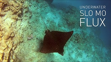 slo mo with flux using GoPro studio 2.5