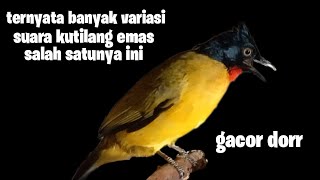 Variasi suara kutilang emas gacor || ternyata banyak variasi salah satunya ini