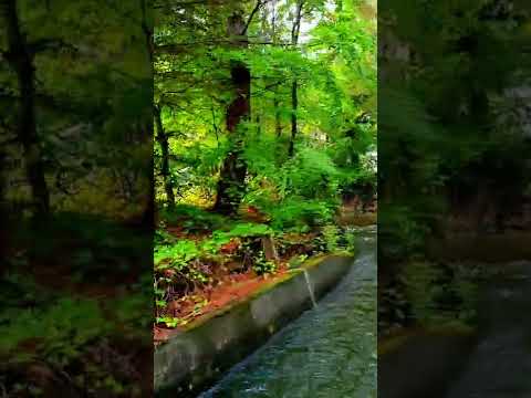      عارف جابو القوه و السرعة و الجمال