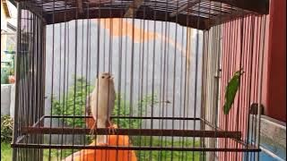 KENARI isian KUNTILANAK bikin merinding😱😱😱😱😱