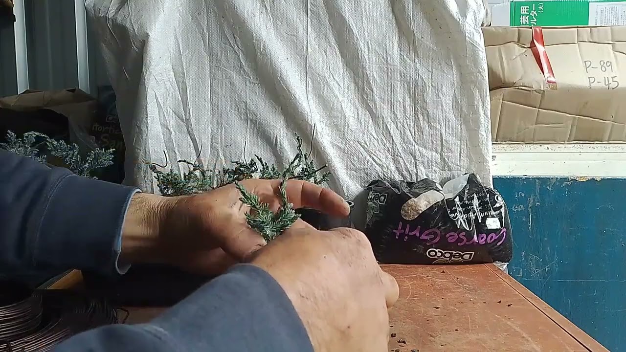 How to start twisting junipers for Bonsai