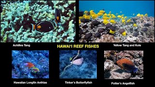 HAWAIIʻS AQUARIUM FISHERY - WHAT HAPPENED MACNA 2018