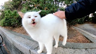 まろみたいな顔のキジシロ猫が可愛い声で何かを話しかけてきた