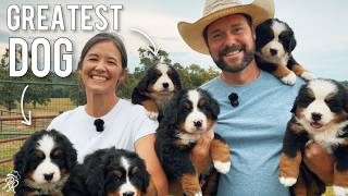 Why the Bernese Mountain Dog Might Be the Perfect Family Dog