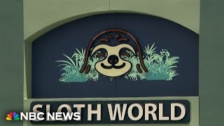 Calls grow to shut down planned Orlando attraction after 31 sloth deaths