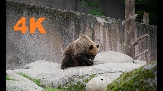 Bears Panasonic G85 - 4K UHD
This is video taken with G85 in Ähtäri Zoo. Quality 4K30. Shot handheld so picture is not the most stable. Quality is also better when viewing the camera file before youtube encoding and compression.
Shot by High Resolution Database
Commercial use not approved. Contact me if you want to use this.
Have a good weekend Bears Panasonic G85 - 4K UHD