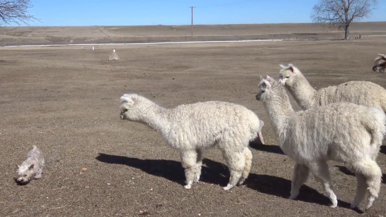 The alpacas are always curious of the dog YouTube